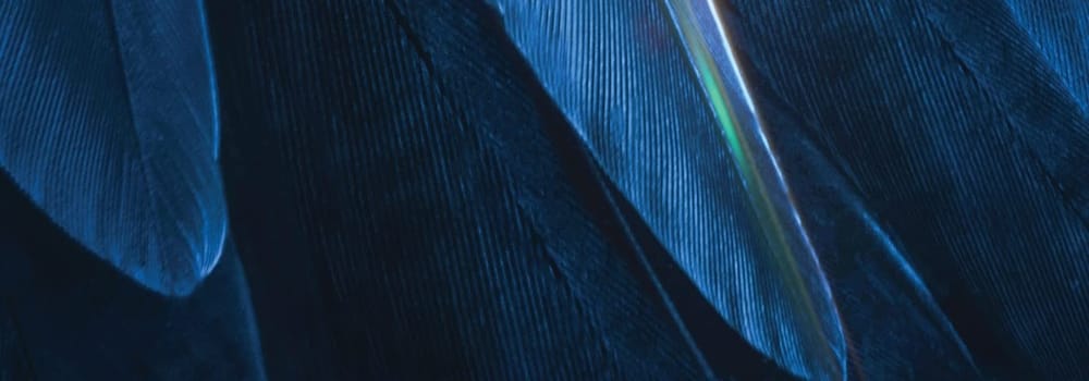 Le radar de l'ours, Juillet 2023