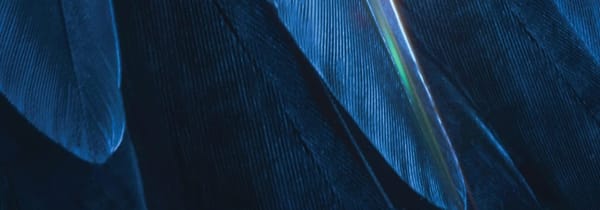 Le radar de l'ours, Juillet 2023