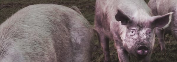 Des garçons bien élevés, mort aux porcs et gloire aux toutous